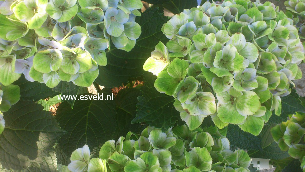 Hydrangea macrophylla 'Hokomathyst' (MAGICAL AMETHYST)