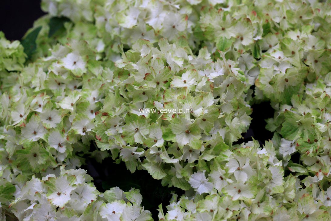 Hydrangea macrophylla 'Hortmaja' (MAGICAL JADE)