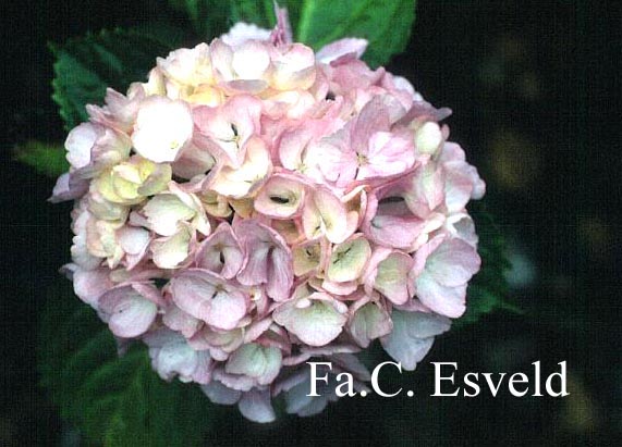 Hydrangea macrophylla 'Marie Claire'