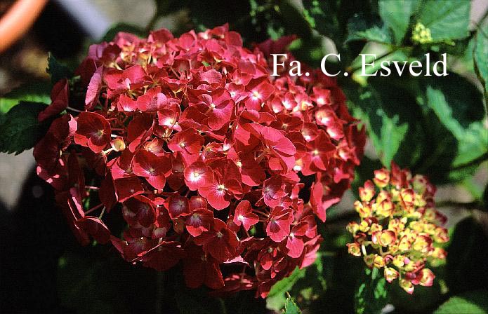 Hydrangea macrophylla 'Mme. G.J. Bier'