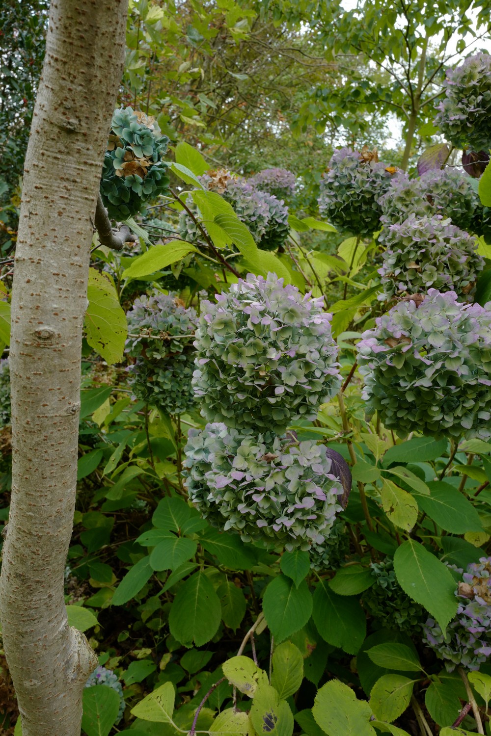 Hydrangea macrophylla 'Nikko Blue'