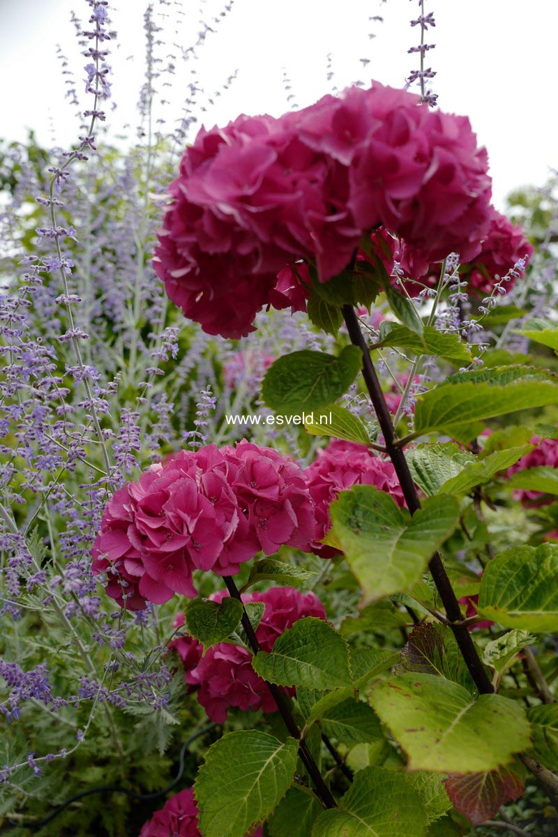Hydrangea macrophylla 'Oregon Pride'