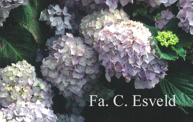 Hydrangea macrophylla 'Otaksa'