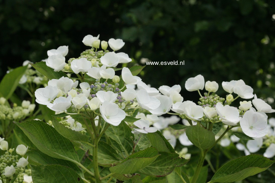 Hydrangea macrophylla 'Snow'