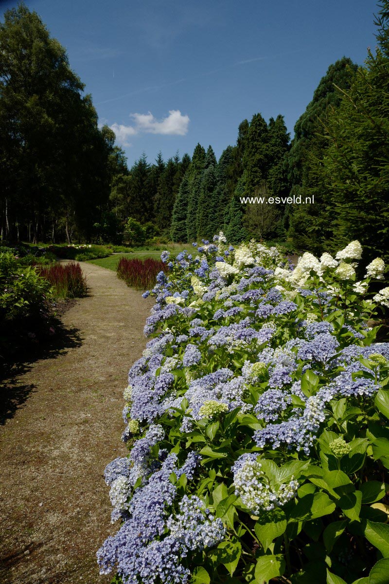Hydrangea macrophylla 'Trebah Silver'