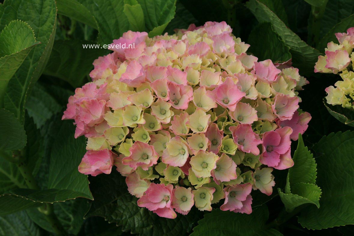 Hydrangea macrophylla 'Xian' (MAGICAL OPAL)