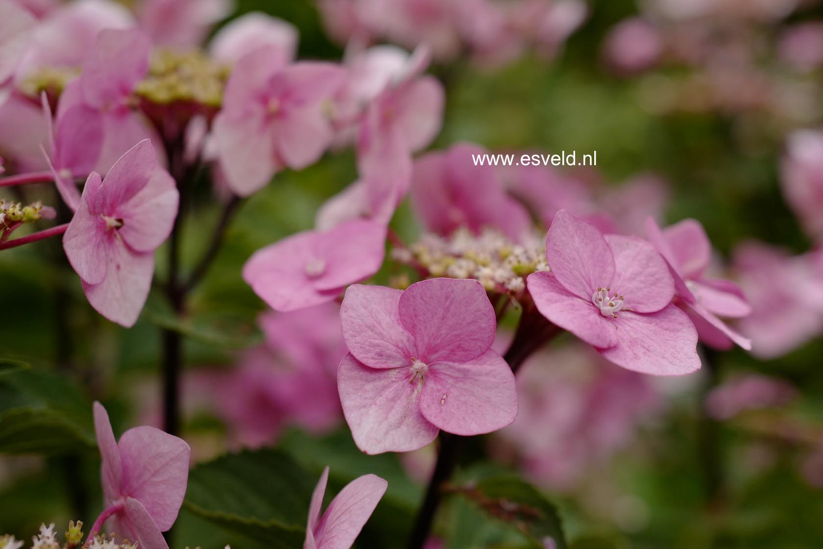 Hydrangea macrophylla 'Zorro'