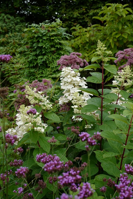 Hydrangea paniculata 'Burgundy Lace'