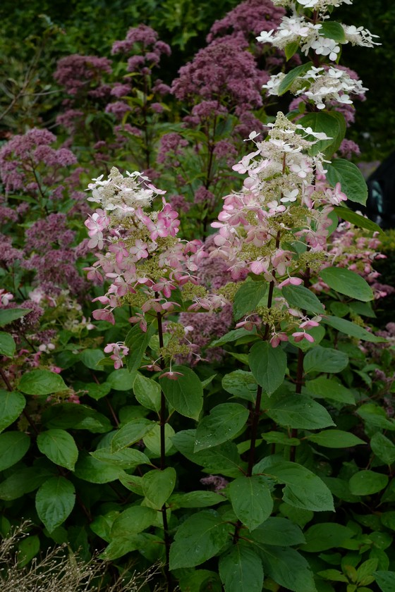 Hydrangea paniculata 'Ruby' (ANGELS BLUSH)