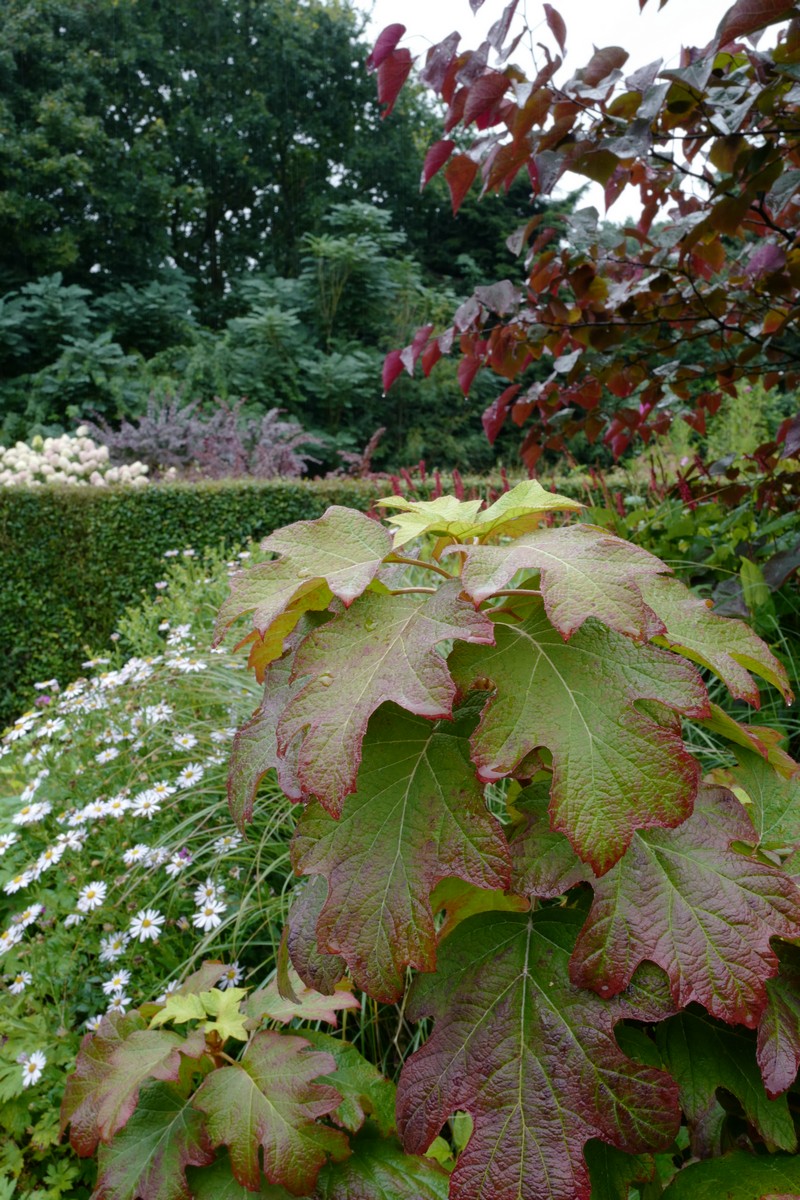 Hydrangea quercifolia 'Burgundy'