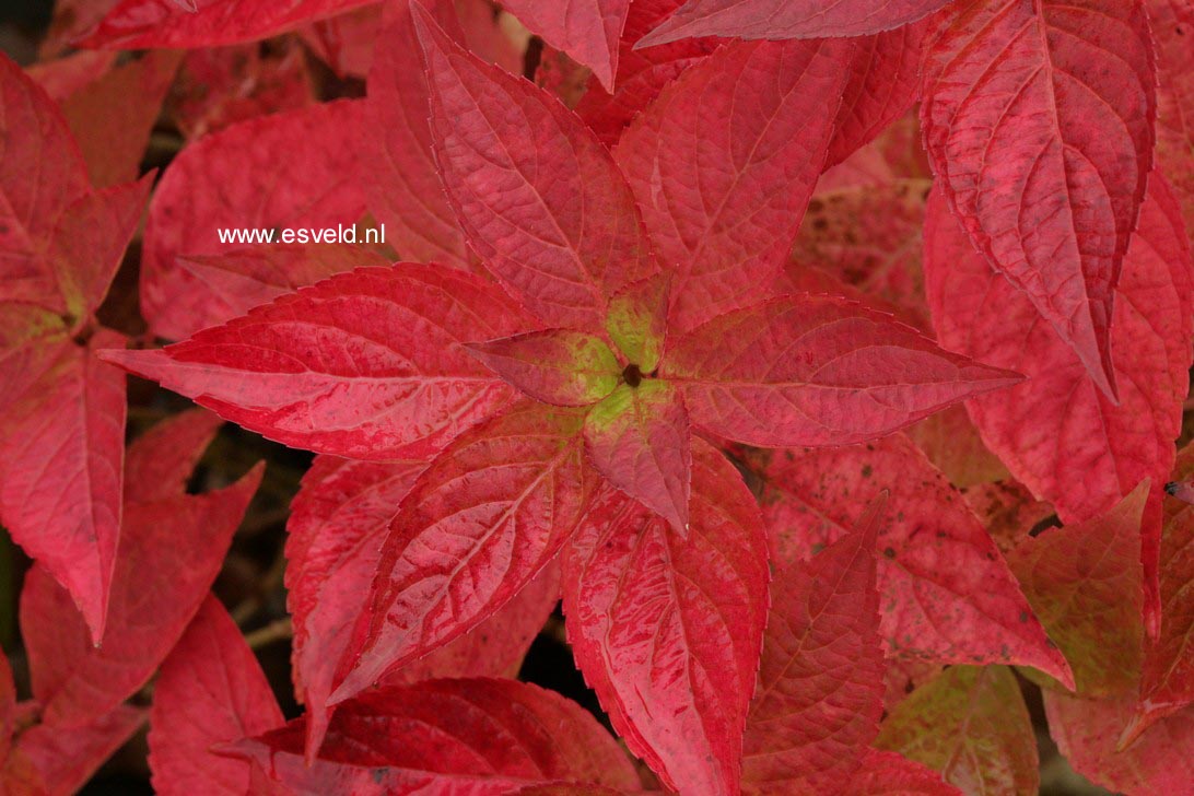 Hydrangea serrata 'Autumn Fire'