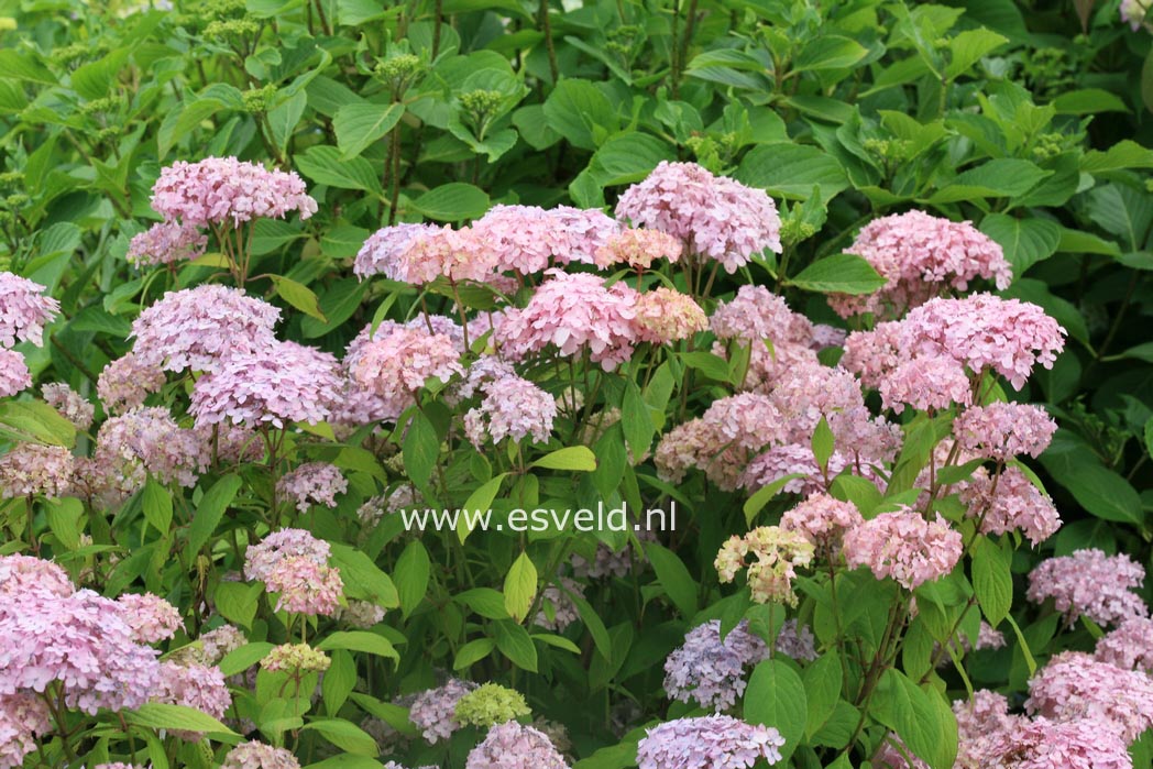 Hydrangea serrata 'Iyo-temari'