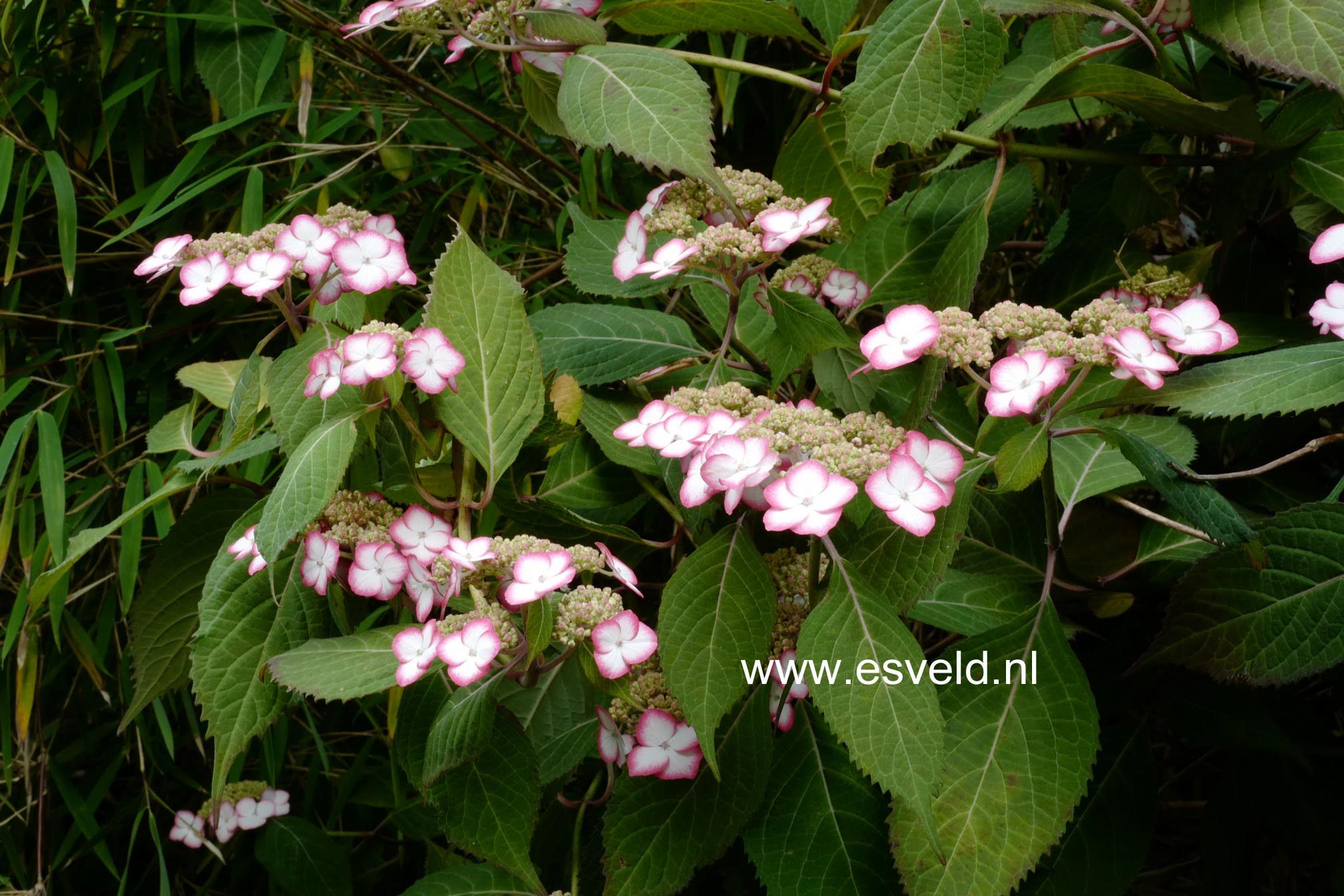 Hydrangea serrata 'Kiyosumi'