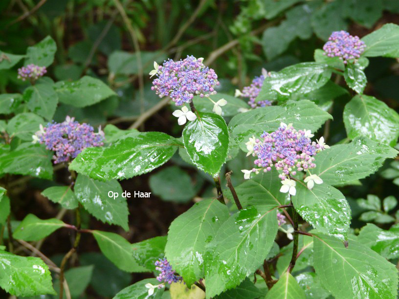 Hydrangea serrata 'Kuro-hime'