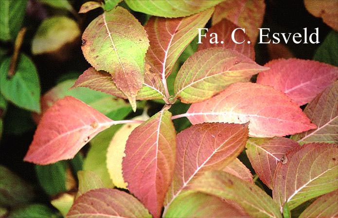 Hydrangea serrata 'Rosalba'