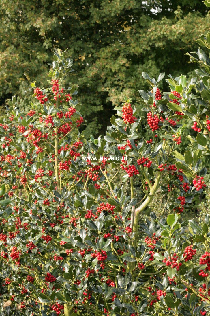 Ilex aquifolium 'Berlicum Beauty'