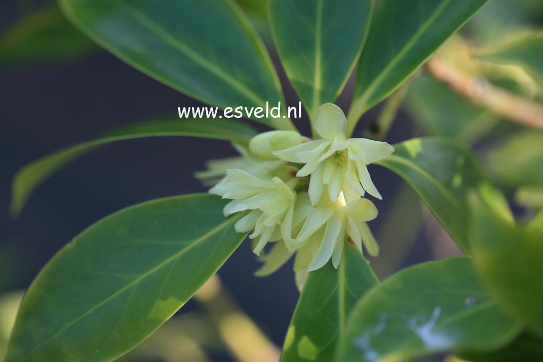 Illicium anisatum