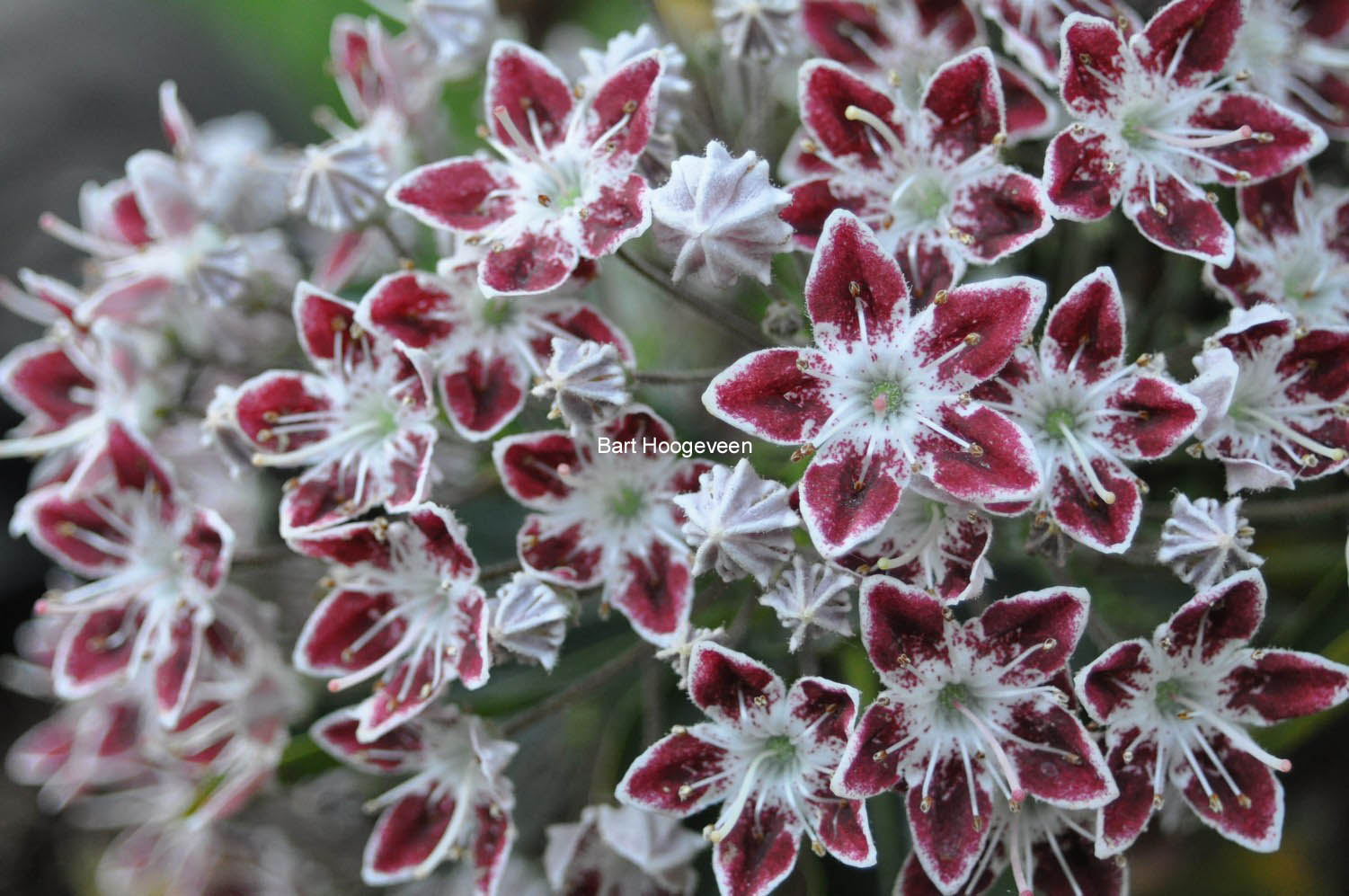 Kalmia latifolia 'Galaxy'