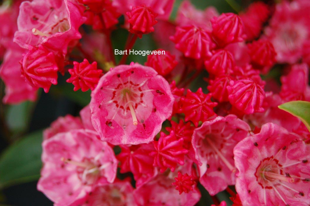 Kalmia latifolia 'Nancy'