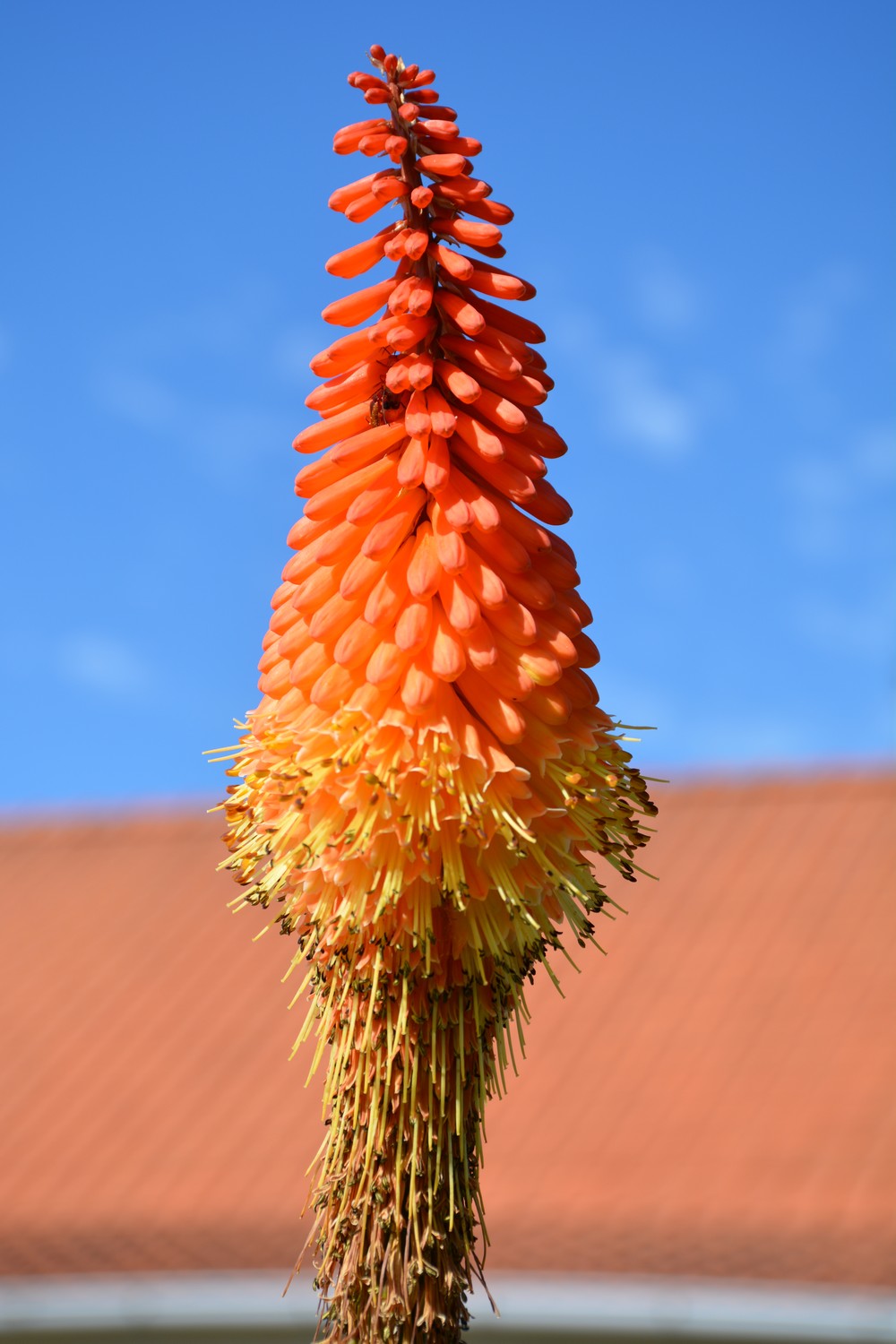 Kniphofia 'Alcazar'