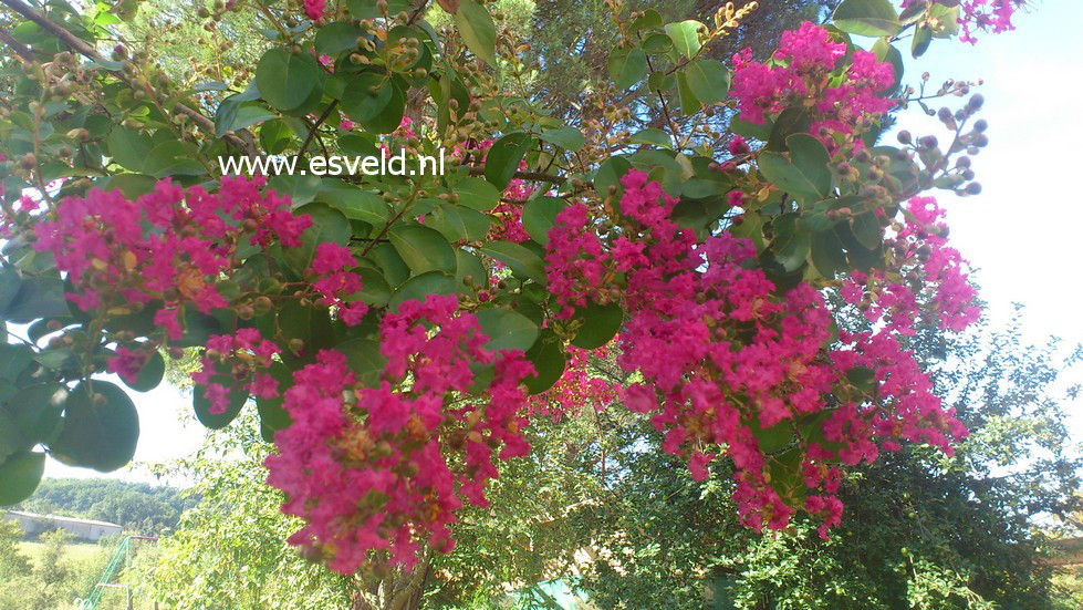 Lagerstroemia indica
