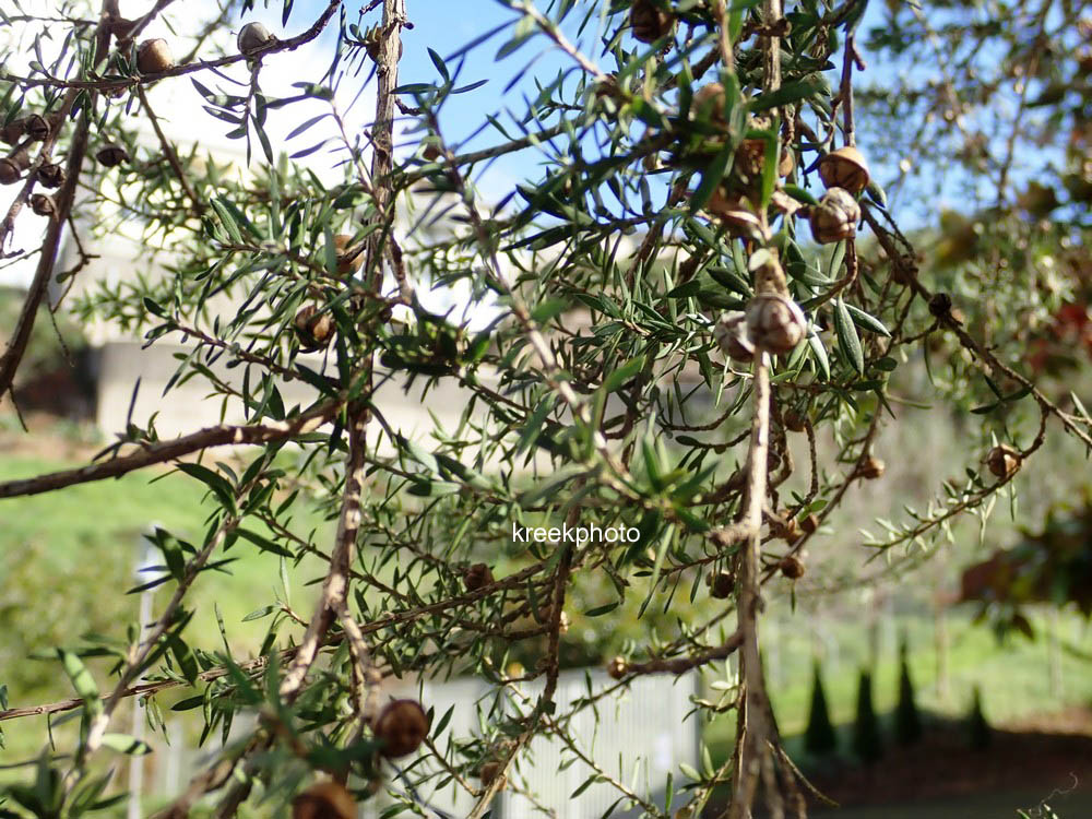Leptospermum scoparium
