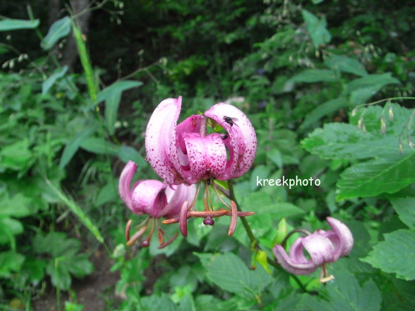 Lilium martagon
