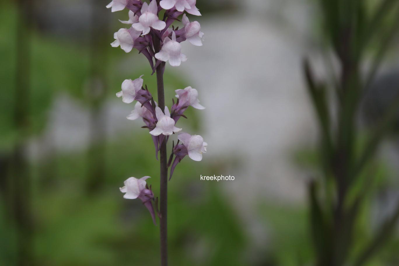 Linaria purpurea