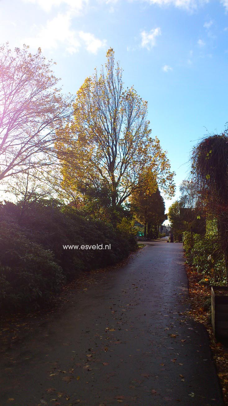 Liriodendron tulipifera 'Fastigiatum'