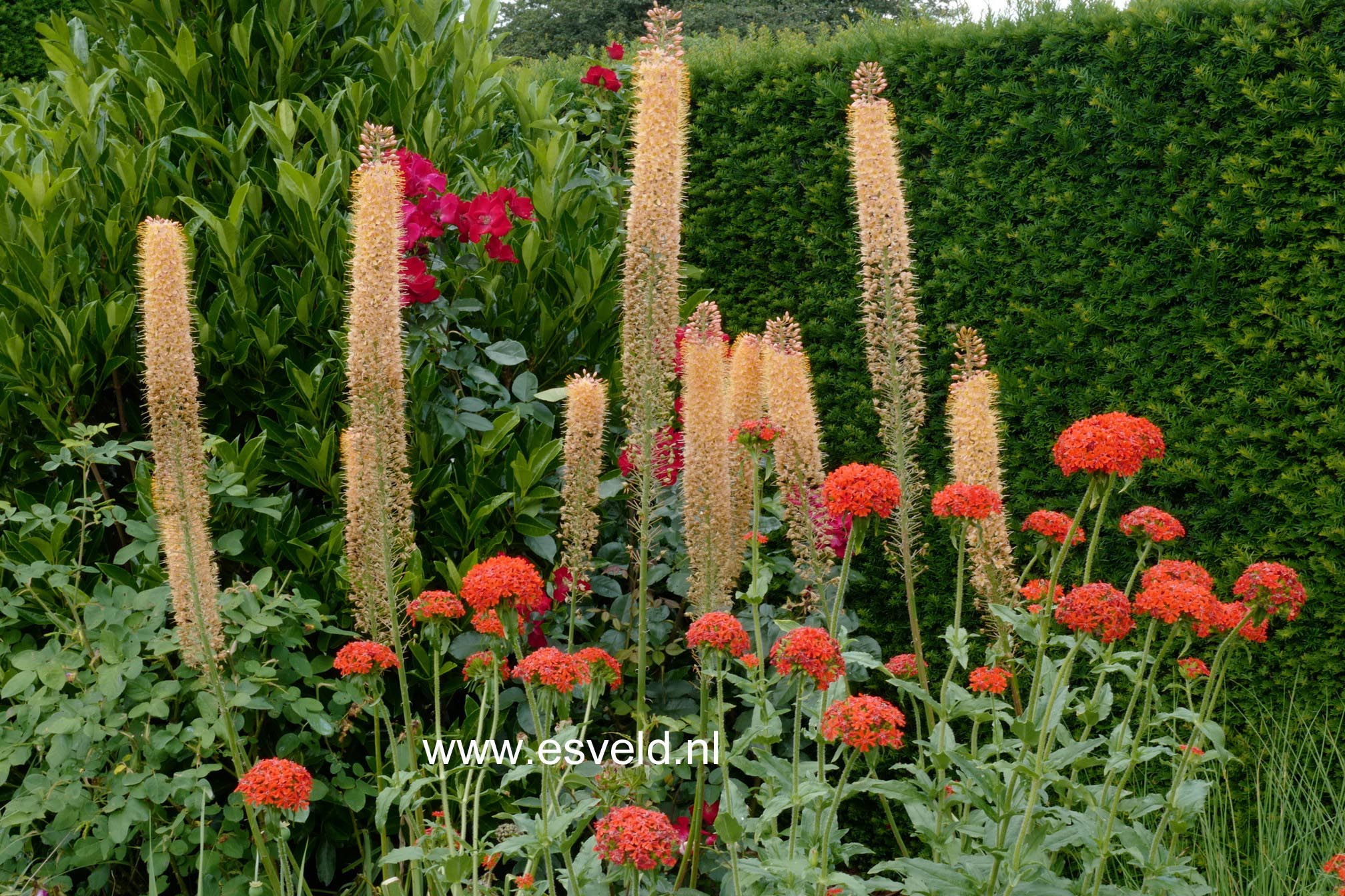 Lychnis chalcedonica