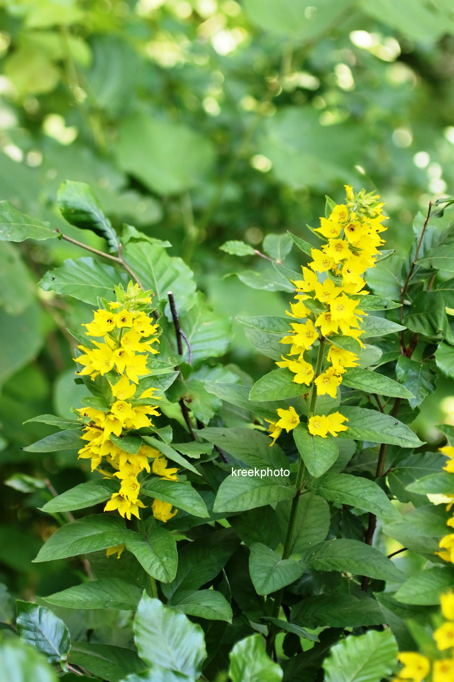 Lysimachia vulgaris