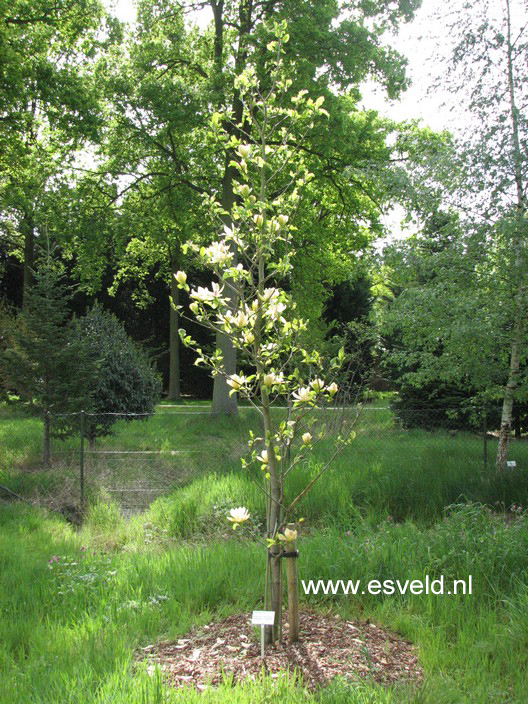 Magnolia 'Sunsation'