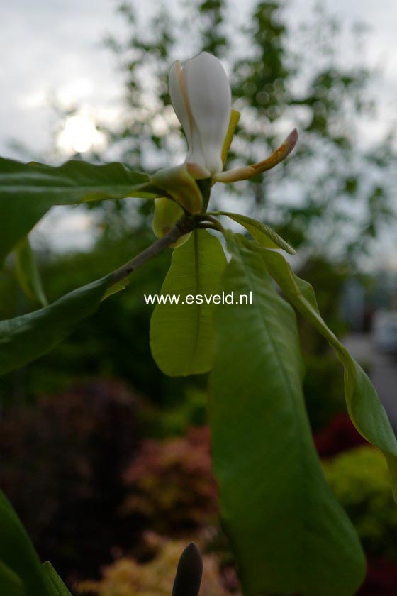 Magnolia officinalis