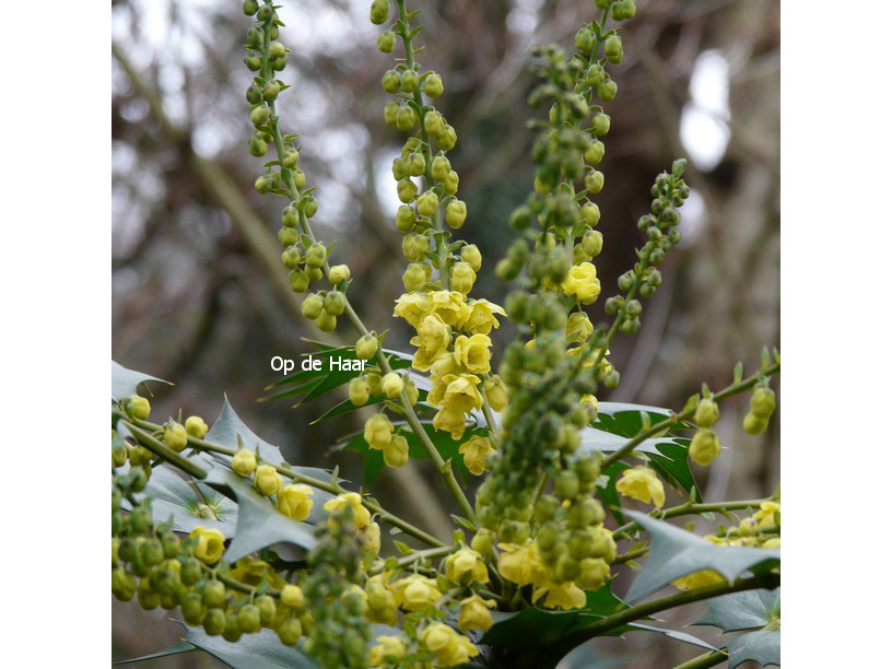 Mahonia japonica