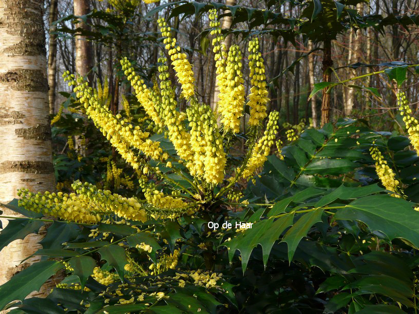 Mahonia media 'Winter Sun'
