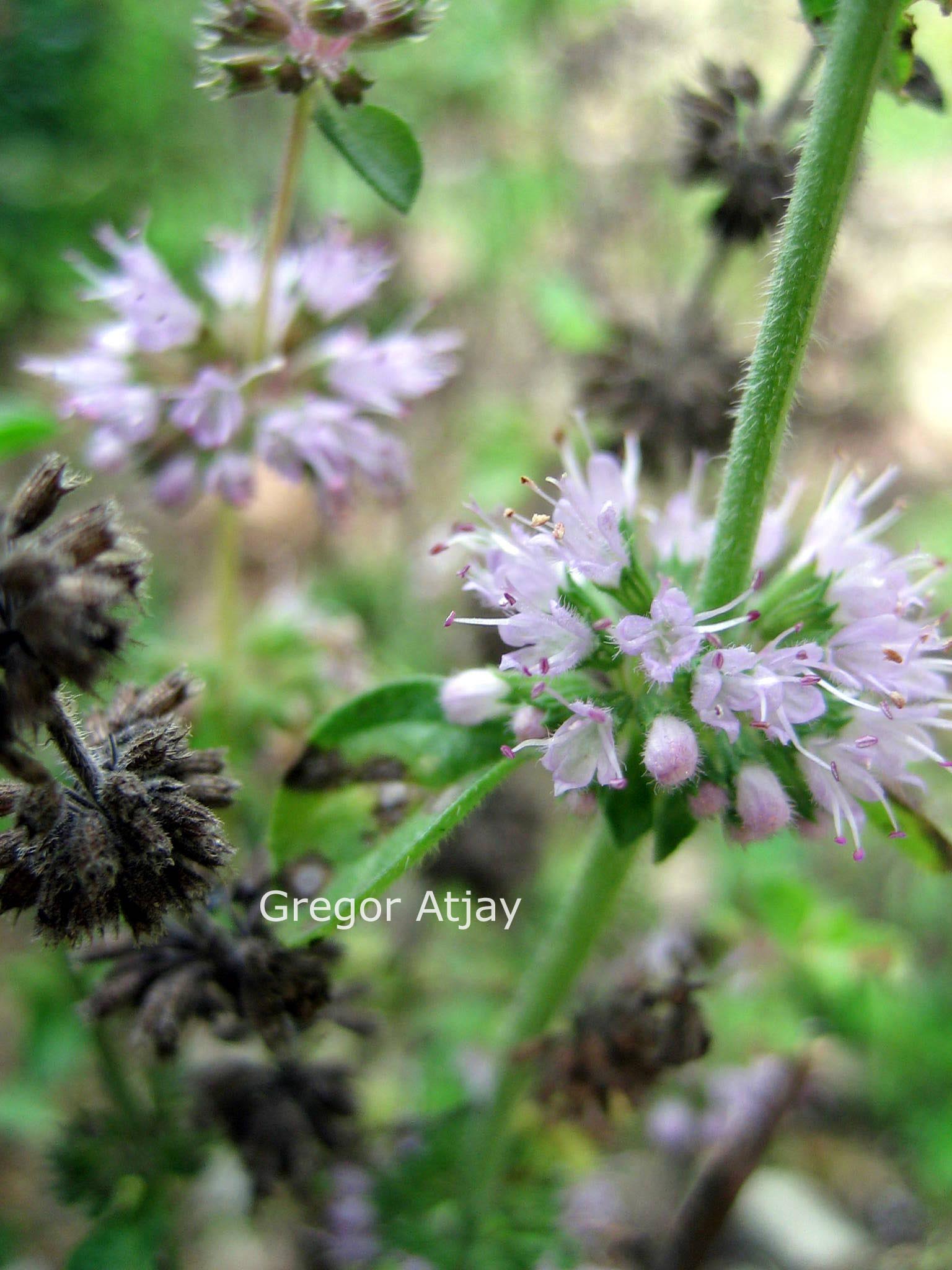 Mentha pulegium