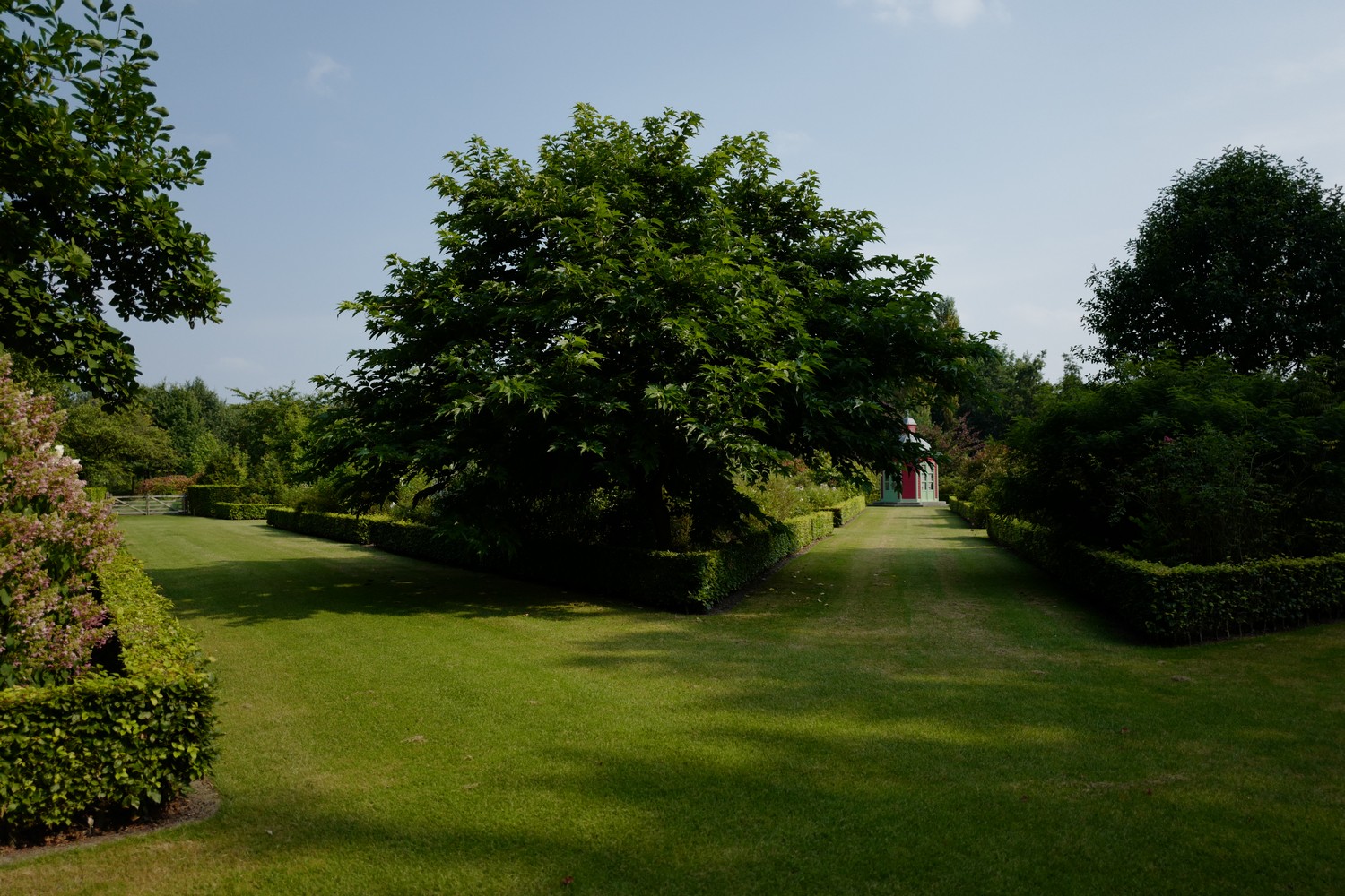 Morus alba 'Macrophylla'