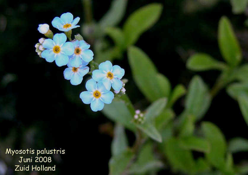 Myosotis palustris