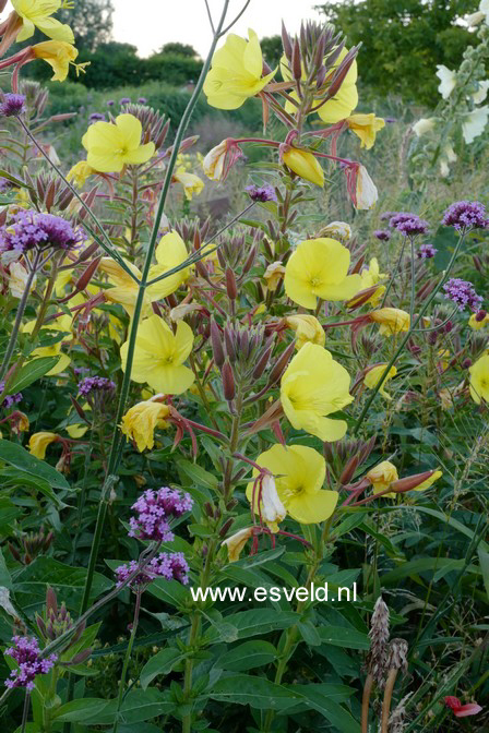 Oenothera biennis