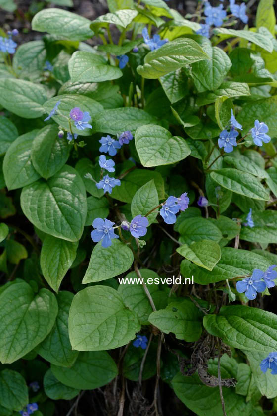 Omphalodes verna