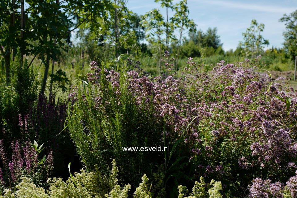 Origanum vulgare