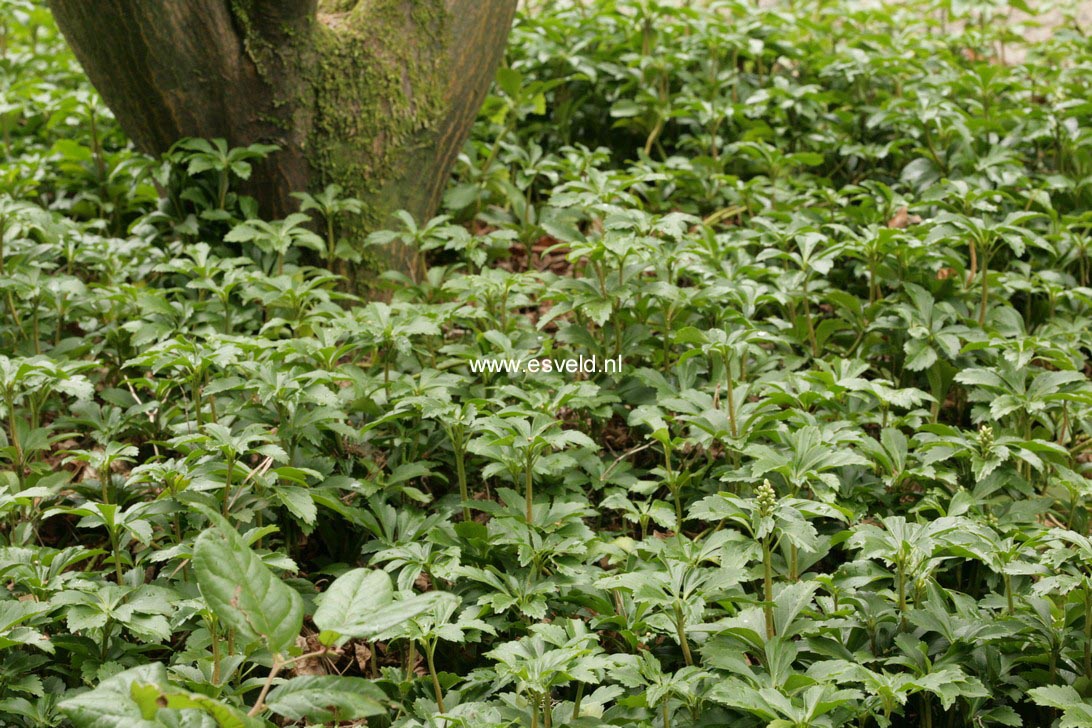 Pachysandra terminalis