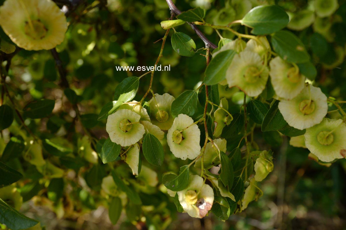 Paliurus spina-christi