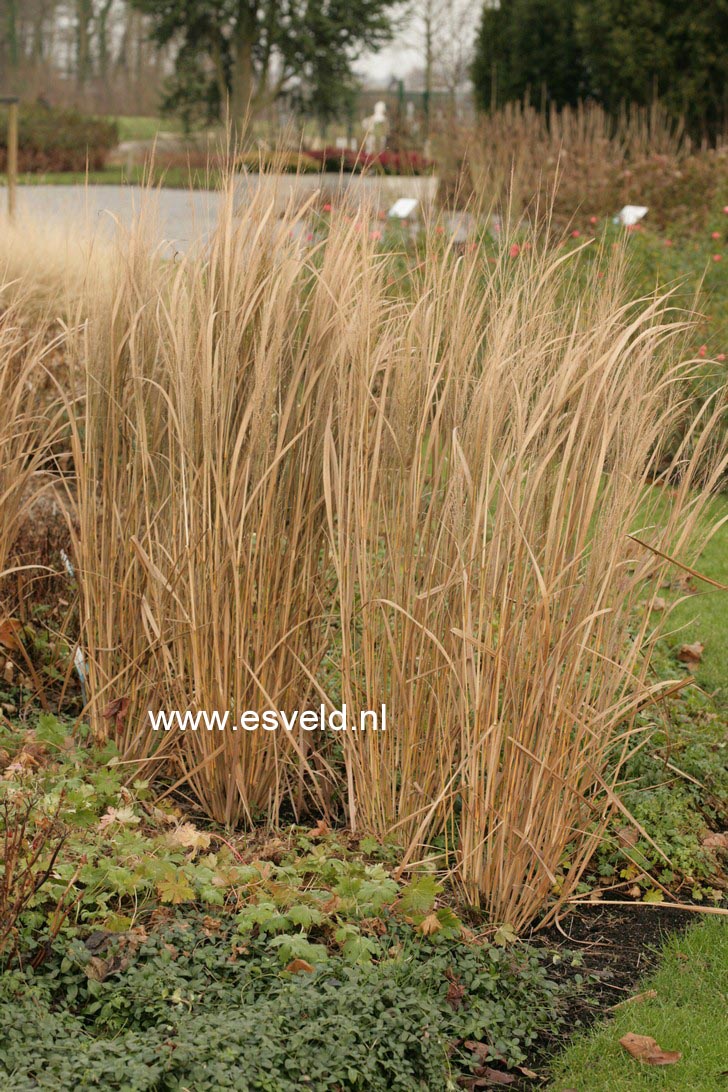 Panicum virgatum 'Northwind'