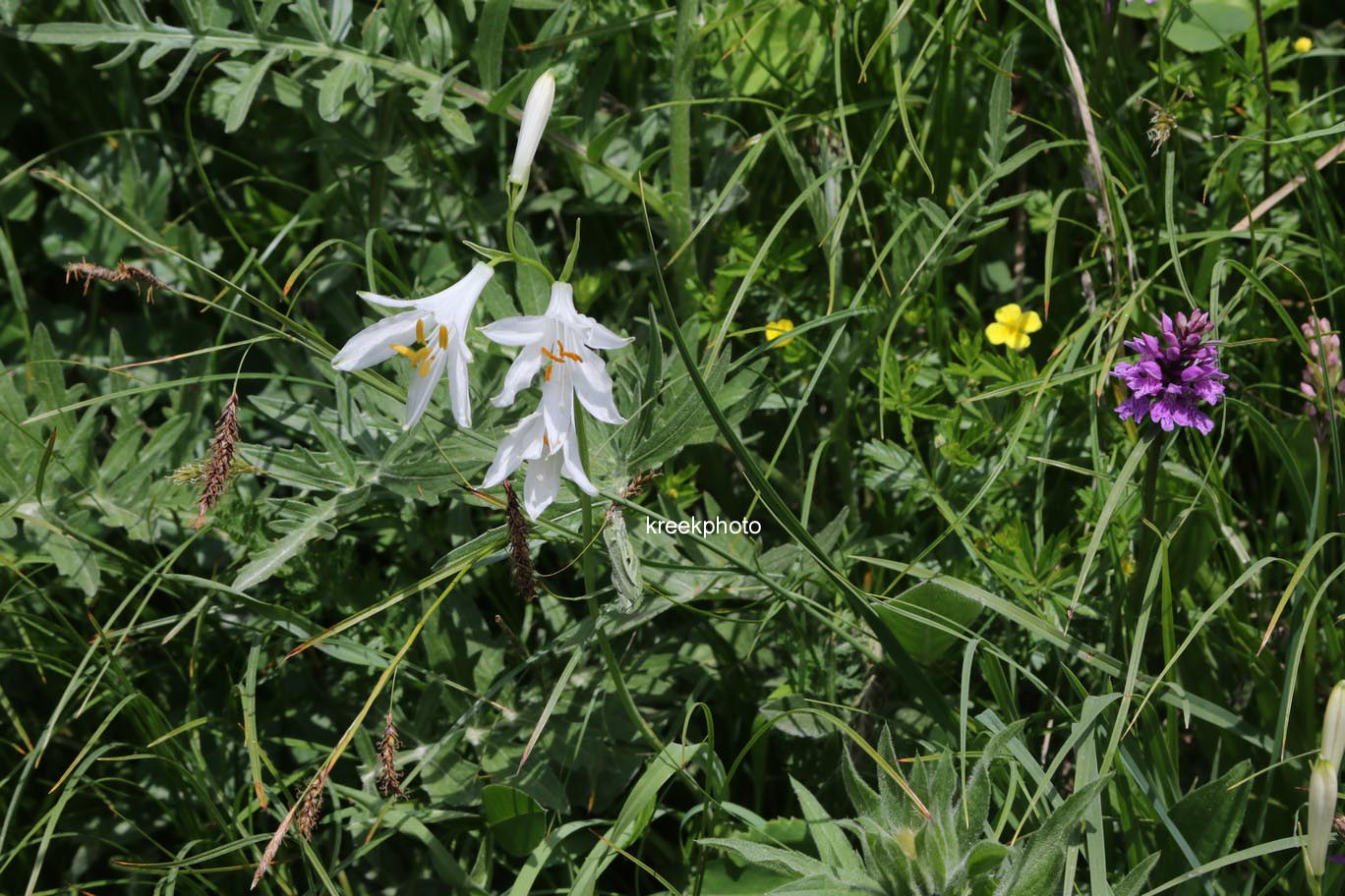 Paradisea liliastrum