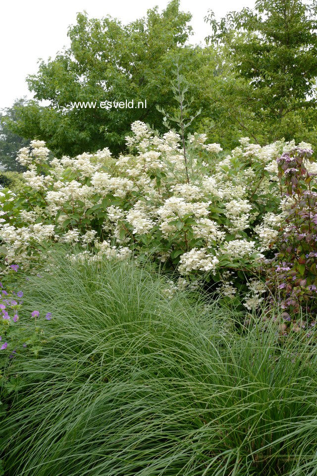 Pennisetum alopecuroides 'Hameln'
