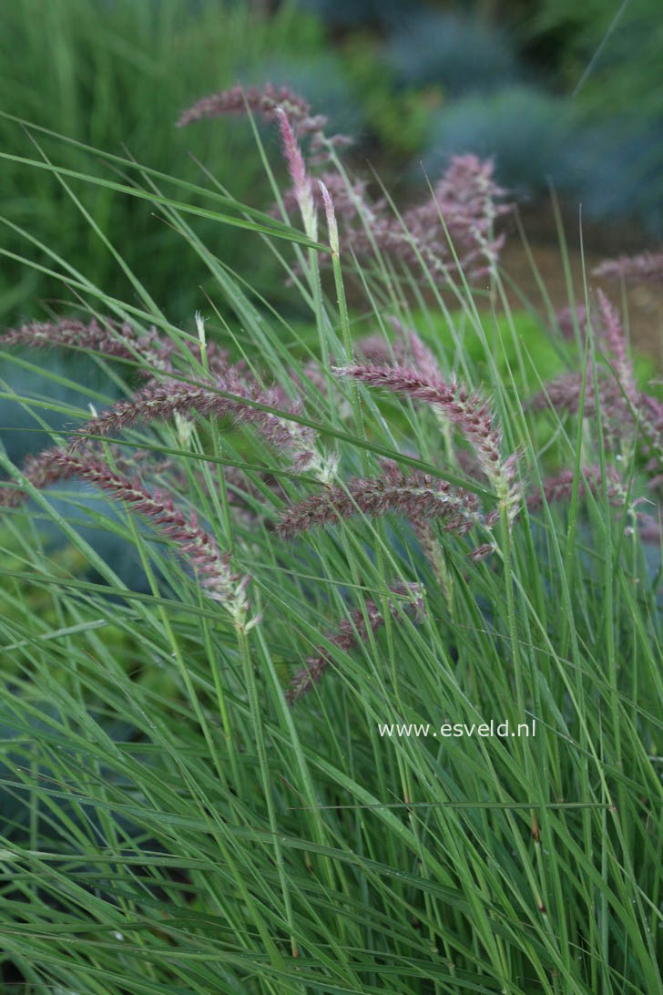 Pennisetum orientale 'Karley Rose'