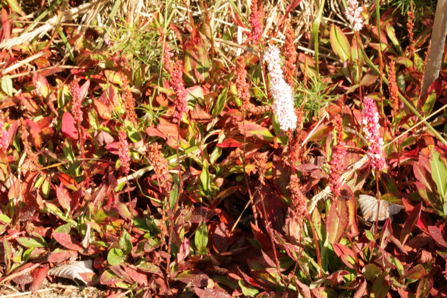 Persicaria affinis 'Superba'