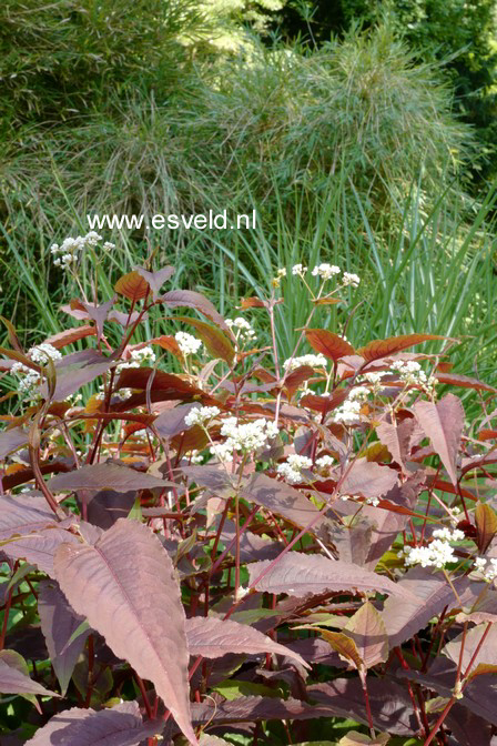 Persicaria microcephala 'Red Dragon'