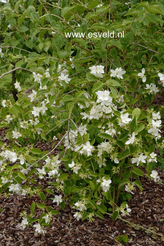 Philadelphus coronarius